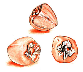 three Persimmon orange color hand drawing pencil and marker sketch. on a isolated white background