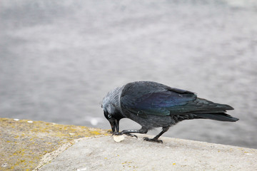 Dohle auf einer Mauer 