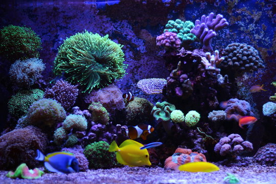 Saltwater reff aquarium