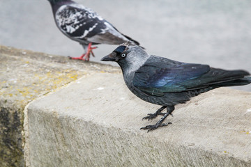 Dohle auf einer Mauer 