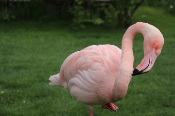 Flamingo im Tierpark Deutschland