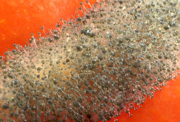 Macro photography of Mucor spp on a tomato: sporangia and sporangiophores are well showed