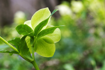 hellebores in spring forest