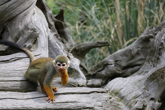Totenkopf&auml;ffchen im Tierpark Deutschland
