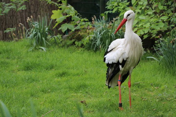 Storch im Tierpark Deutschland