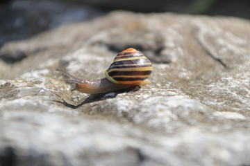 Schnecke im heimischen Garten Straelen Deutschland