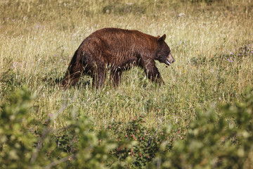Bear in the Waterton national park, Canada