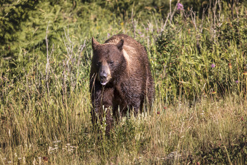 Fototapeta na wymiar Bear in the Waterton national park, Canada