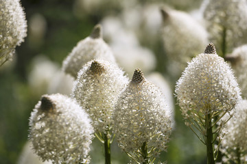 Bear Grass Flowers in the Waterton National Park, Canada