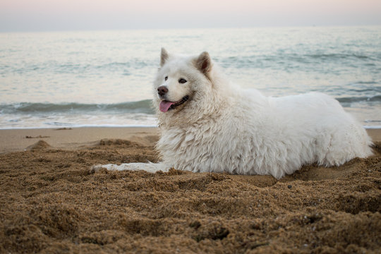 beautiful samoyed lies on the sand against the background of the sea sunset, dawn. Scenic landscape