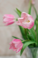 Pink tulips in spring bouquet