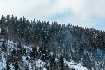Beautiful snowy mountain spruce forest with trees in hoarfrost