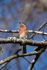 Eastern Bluebird perched on a branch in winter in North Carolina
