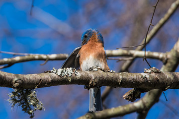 Eastern Bluebird pruning its feathers while perched on a branch in Spring in North Carolina