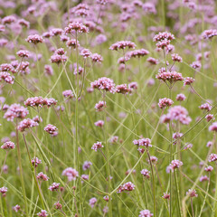 beautiful unusual lilac flowers of verbena growing in a summer field or on a meadow
