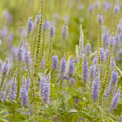 beautiful unusual blue flowers of Veronica growing in a summer field or on a meadow