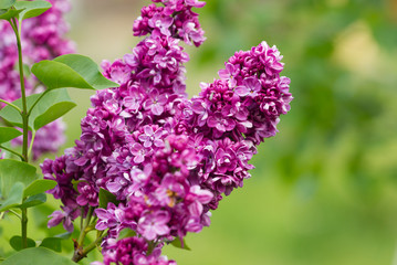 Lilac blossom flowers