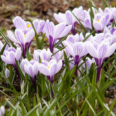 beautiful striped crocuses, the first to bloom in spring