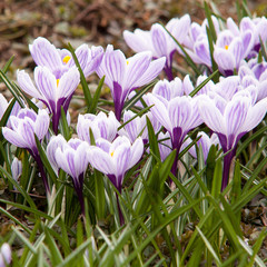 Fototapeta premium beautiful striped crocuses, the first to bloom in spring