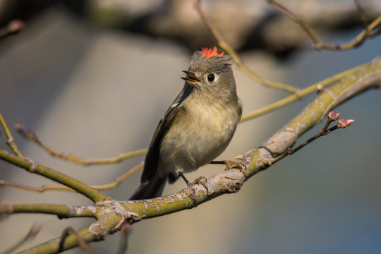 Ruby Crowned Kinglet singing on a branch in winter in North Carolina