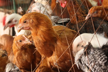 Chicken for sale in local market shop for customer. Chicken are good for health. Chicken are common domestic animals & source of food for mass people.
