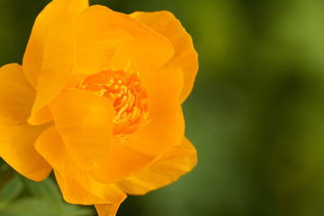 bright beautifu yellow flower