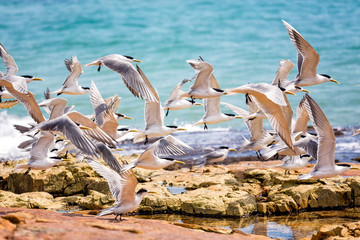 Flock of seagulls taking off from rocky shore