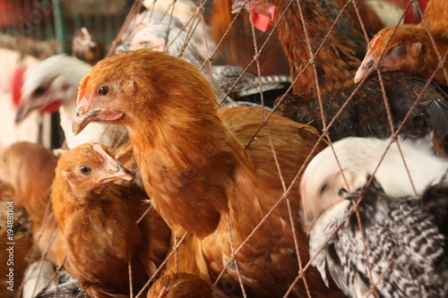 Chicken For Sale In Local Market Shop For Customer Chicken Are Good