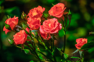 red roses on a green background