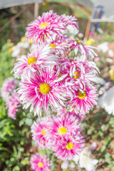 Fototapeta premium Pink flowers out of focus blurry background in winter