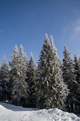 Nature covered in snow during deep winter. Slovakia	