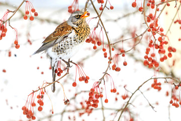 beautiful wild bird eating red berries