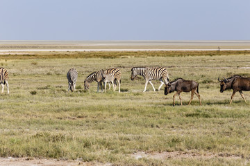 Fototapeta na wymiar Streifengnu und Zebras, Blue Wildebeest and Zebras