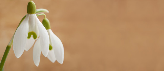 closeup of snowdrops on blurred background