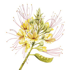 Exotic yellow flowers caesalpinia. Watercolor hand drawn botanical illustration of flowers isolated on a white background.