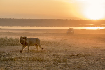 African lion free roaming portrait