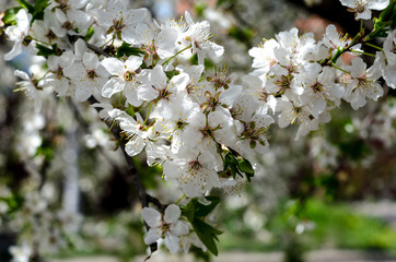 Cherry blossom in the garden