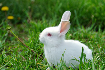 Little  rabbit on the field in summer