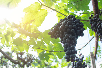 Grape Blurry Background,Grapes hanging on tree select focus and fair light