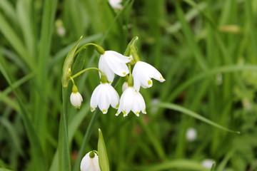 Märzenbecher,großes Schneeglöckchen,Frühlingsknotenblume