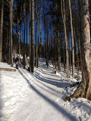 Nature covered in snow during winter. Slovakia	