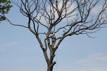 Tree climber pruning Branches