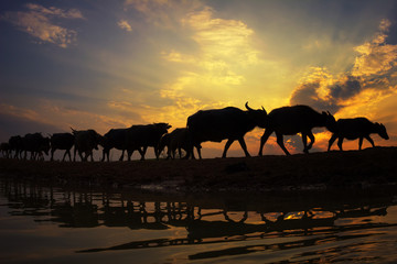 Fototapeta na wymiar Silhouette sunset with lifestyle countryside,Silhouette Animal husbandry in countryside,Farmer with animal dark tone