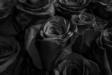Obraz premium dark black roses