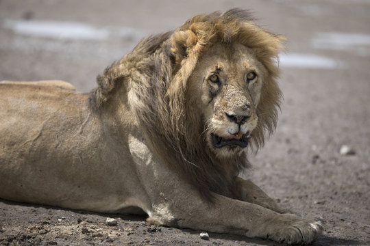 Portrait of free roaming african lion