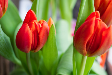 Fototapeta premium Red orange yellow tullips isolated bright colors in spring