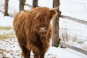 Highland cow standing in a snowy field in winter