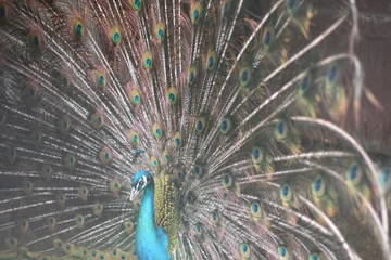Fotobehang peacock © Александра Дмитриева
