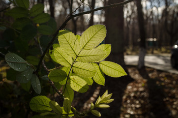 Landscape of asphalt road going off into the mountain passes through the trees, villages and forest places. or rural places of Azerbaijan at sunset. Winter time