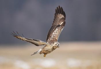 Common buzzard (Buteo buteo)